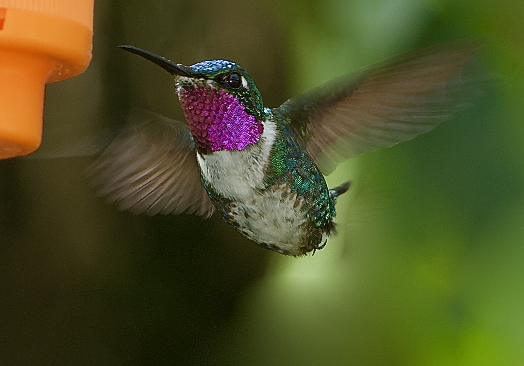 Colibri aus  dem  Nebelwald von Peru 