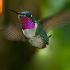 Colibri aus  dem  Nebelwald von Peru 