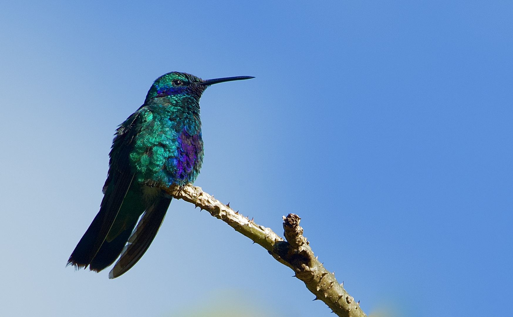 Colibri aus dem Nebelwald  von Peru