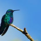 Colibri aus dem Nebelwald  von Peru