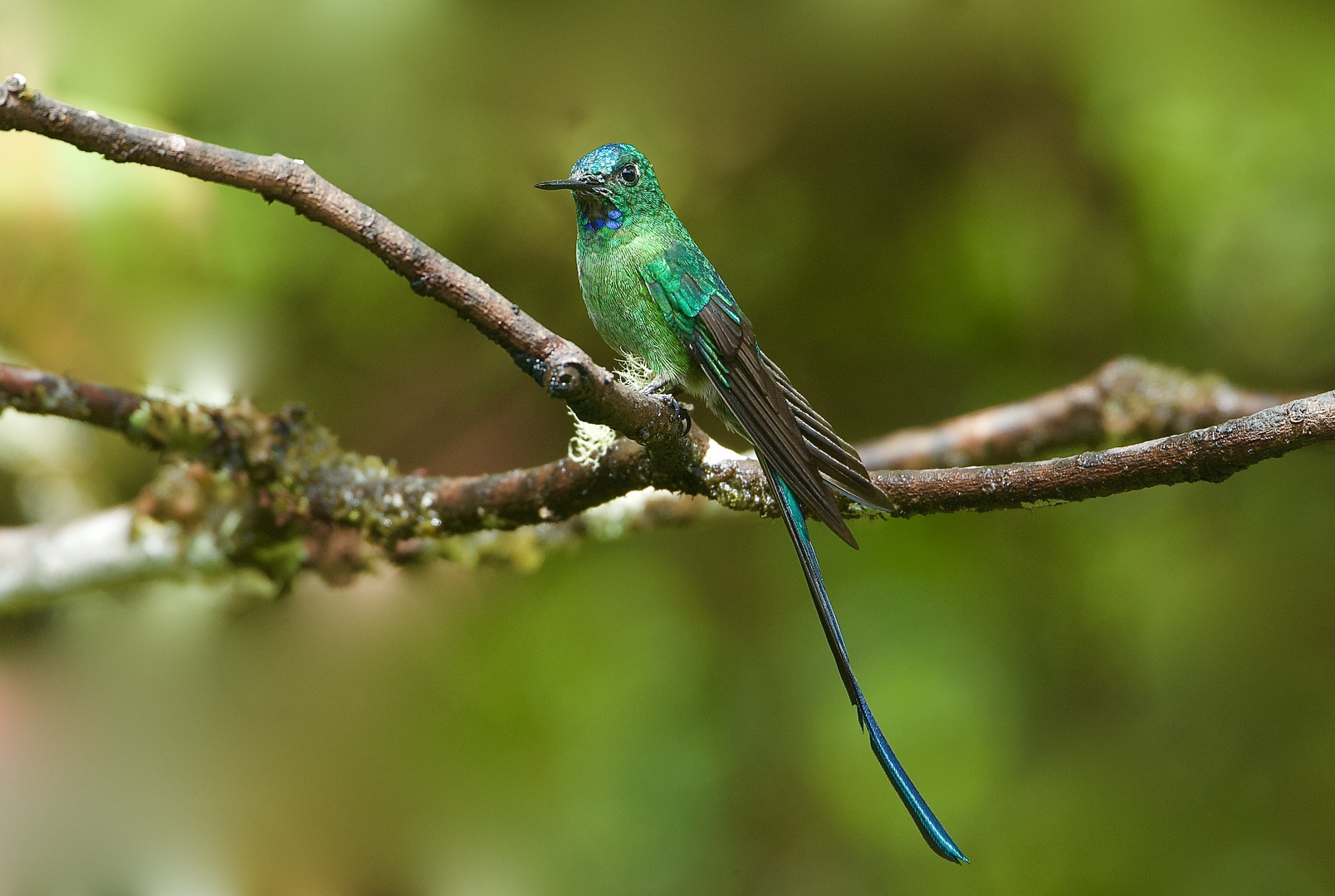 Colibri aus  dem  Nebelwald von Peru