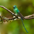 Colibri aus  dem  Nebelwald von Peru