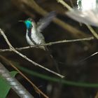 Colibri aus dem Nebelwald von Peru 