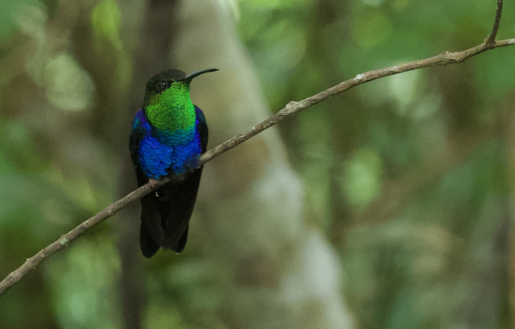 Colibri aus dem Nebelwald von Peru