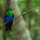 Colibri aus dem Nebelwald von Peru