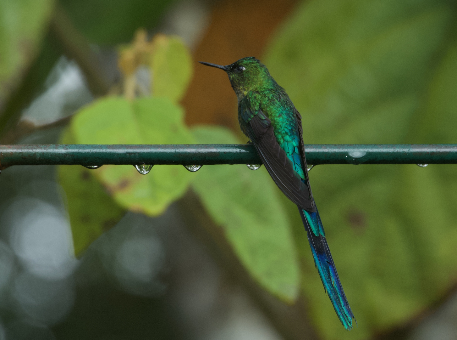 Colibri aus dem Nebelwald  von Peru 