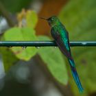 Colibri aus dem Nebelwald  von Peru 