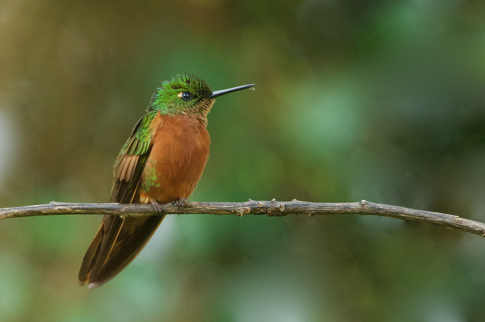 Colibri aus dem Nebelwald  von Peru 