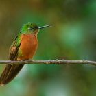 Colibri aus dem Nebelwald  von Peru 