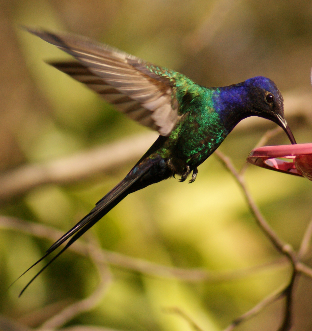 Colibri azul