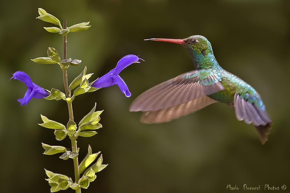 Colibri