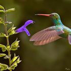 Colibri