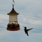 "Colibri Brasileiro"