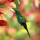 Colibri - Brazil