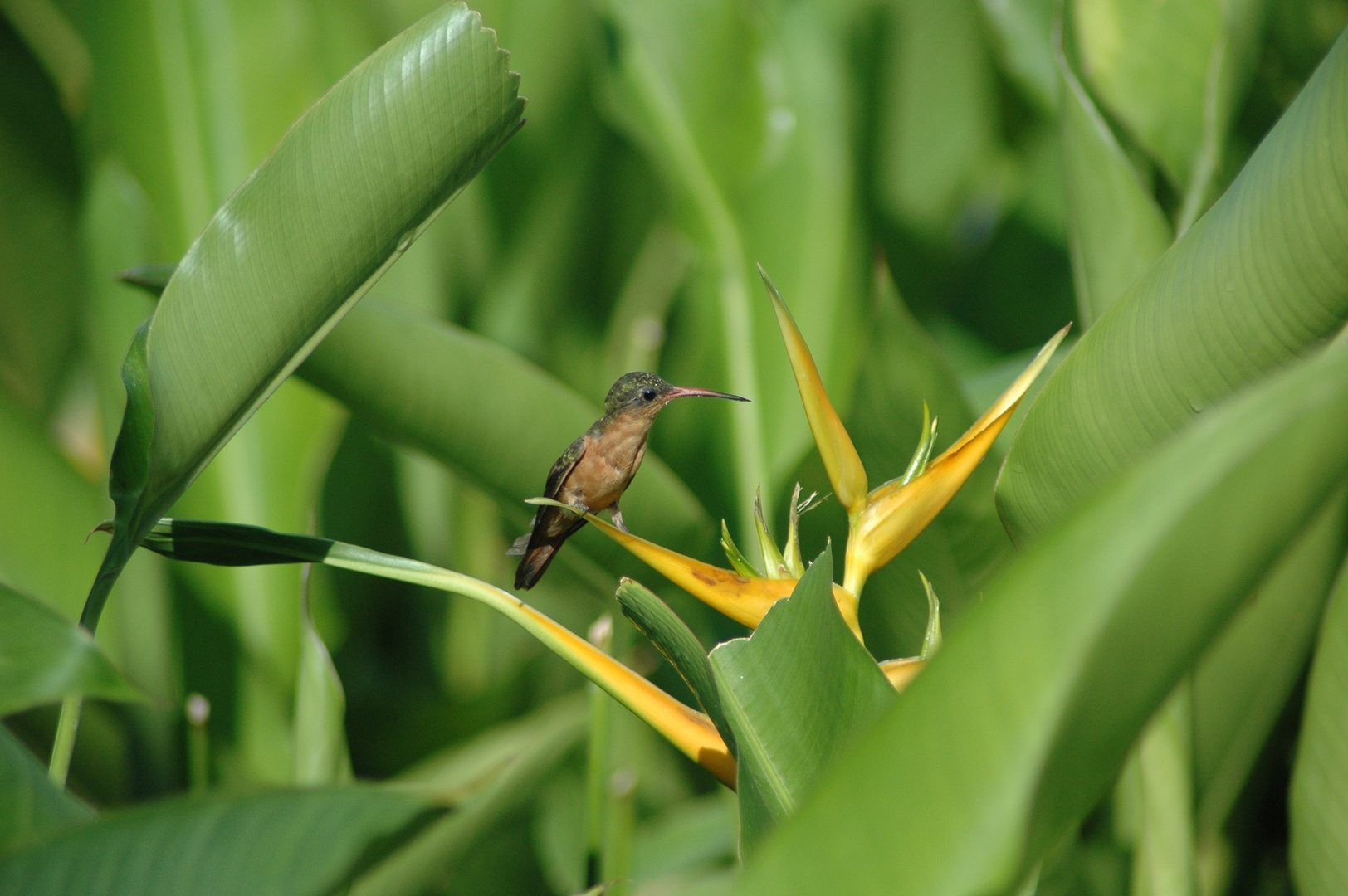 colibrí buscando alimento