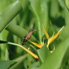 colibrí buscando alimento