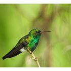 Colibrí buscando otra flor