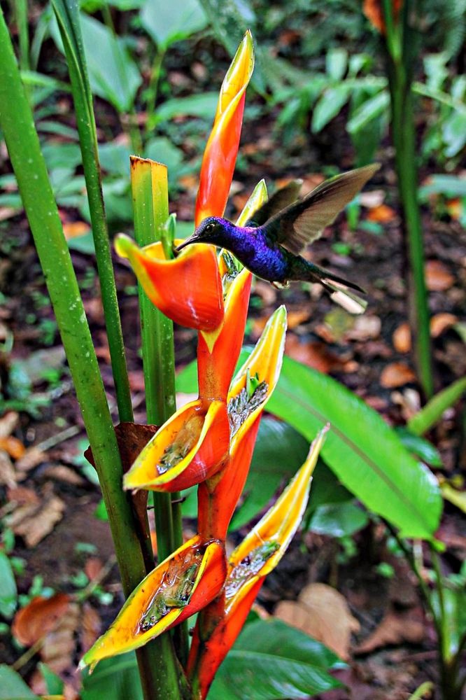 colibri butinant un balisier