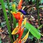 colibri butinant un balisier