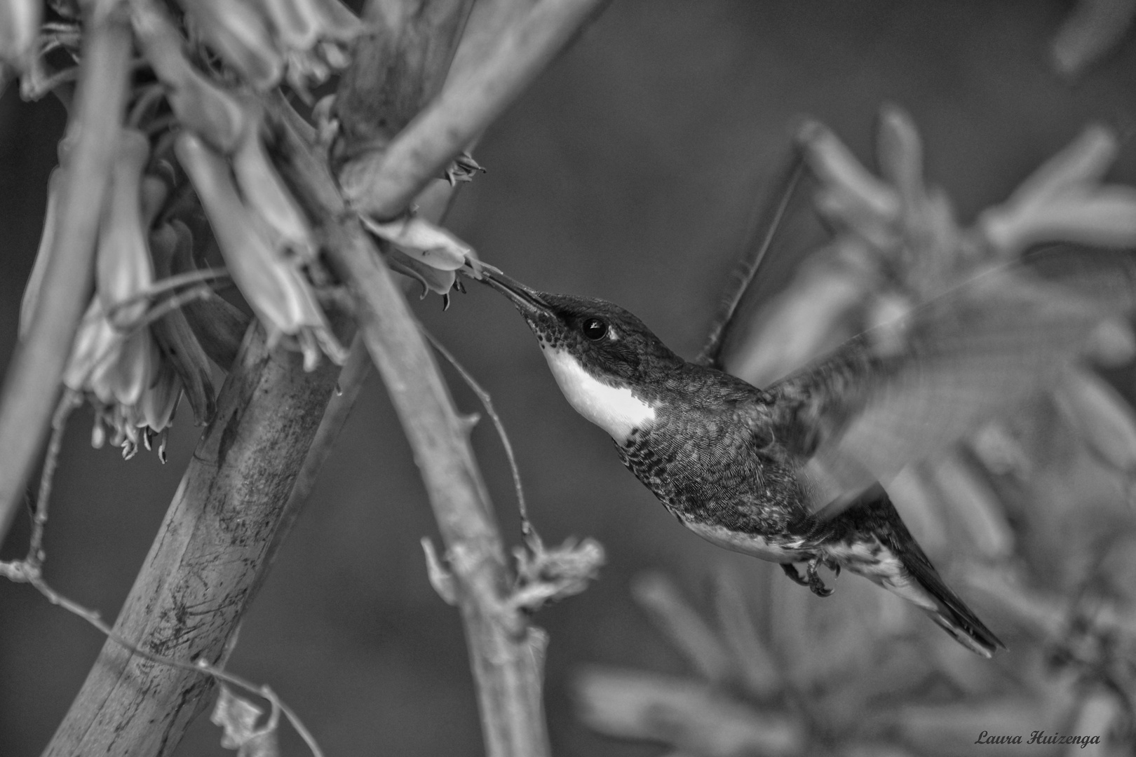 Colibrí-byn