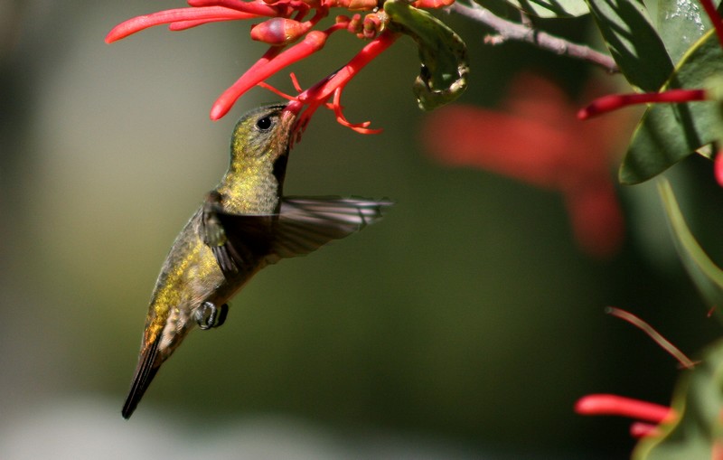 Colibrí