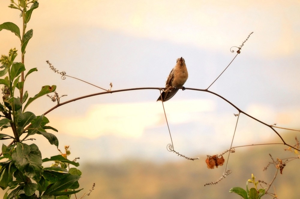 colibri