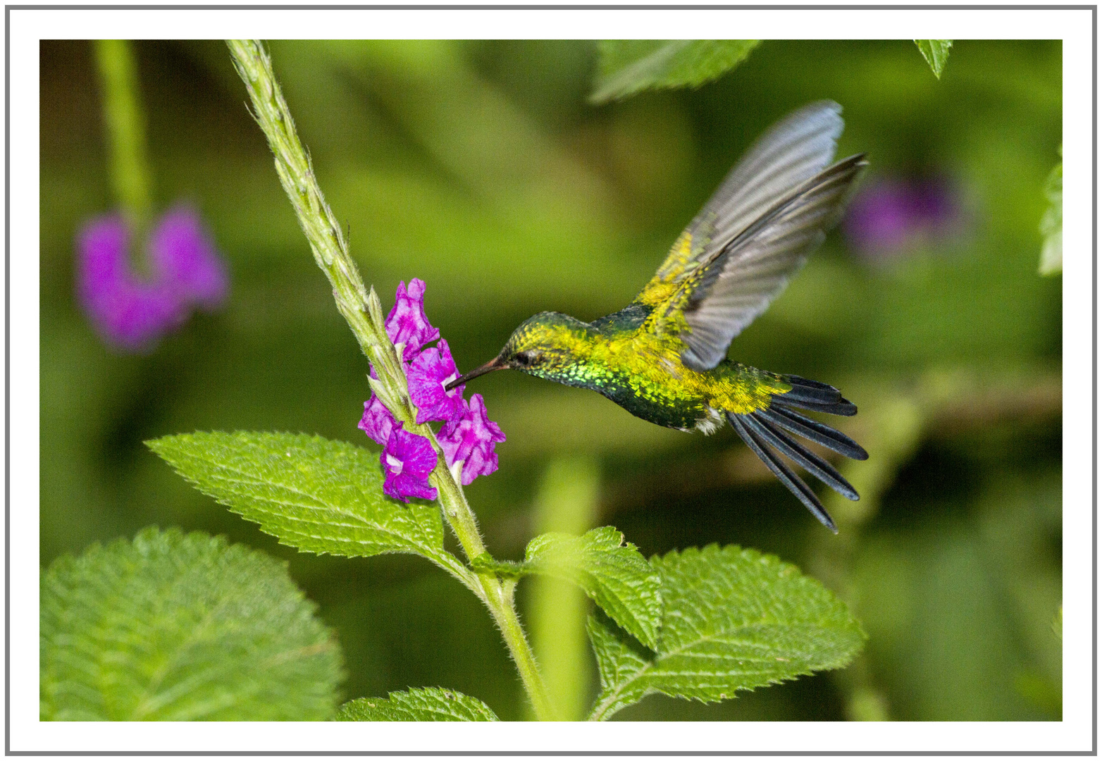 Colibrí comiendo