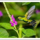 Colibrí comiendo