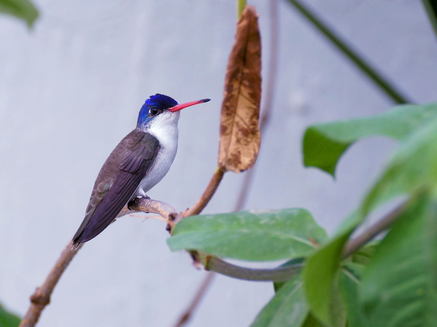 Colibri corona violeta