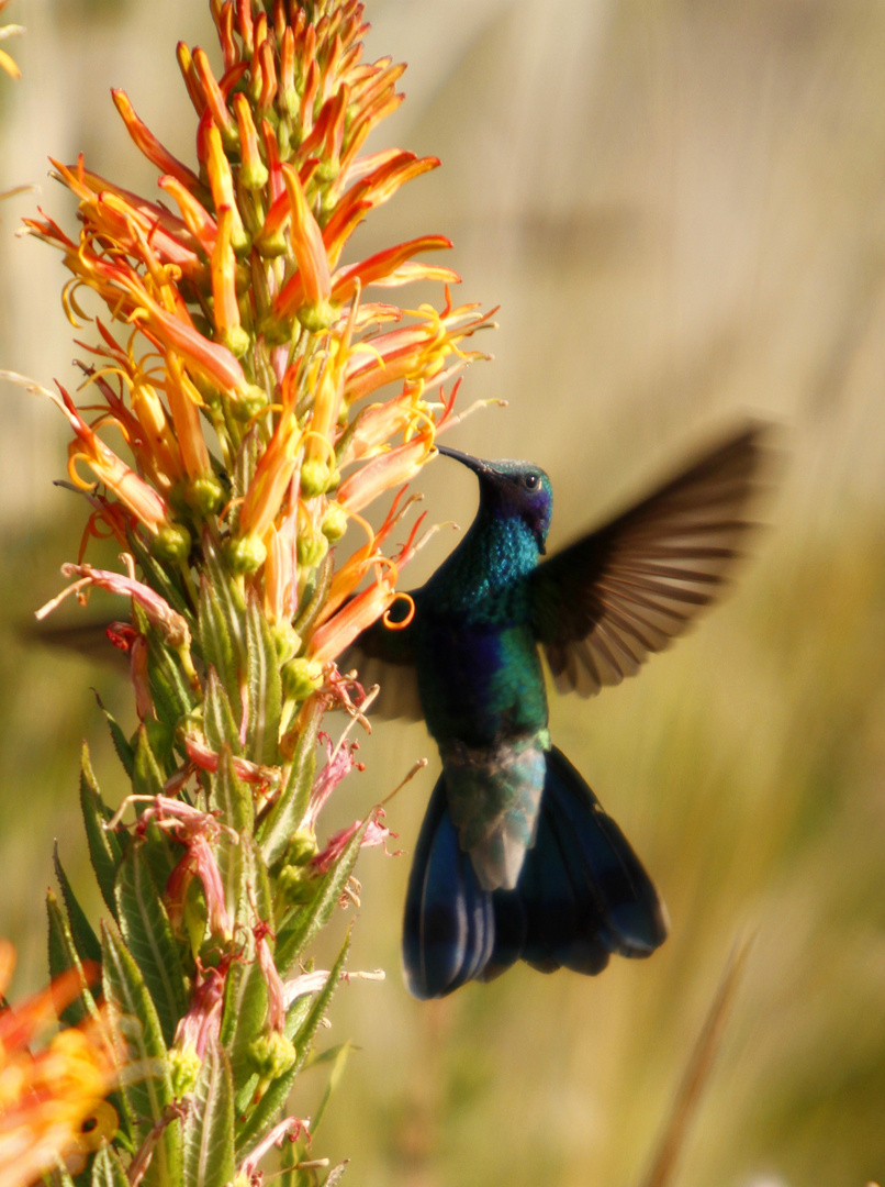 Colibri coruscans