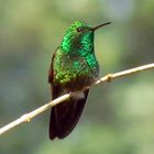 colibrí