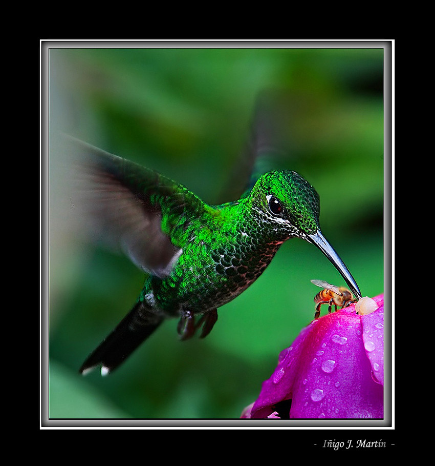 COLIBRI