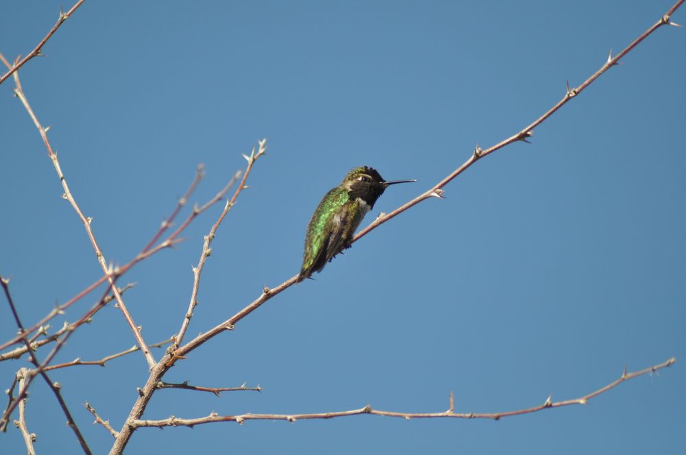 Colibri d'Anna