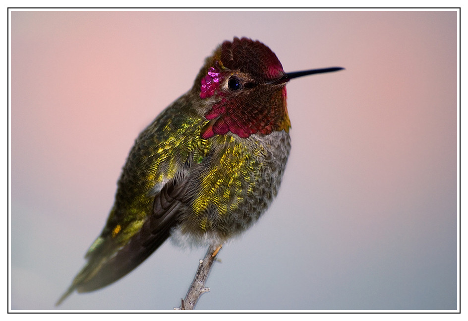 Colibri d'Anna ou colibri de Californie