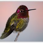 Colibri d'Anna ou colibri de Californie