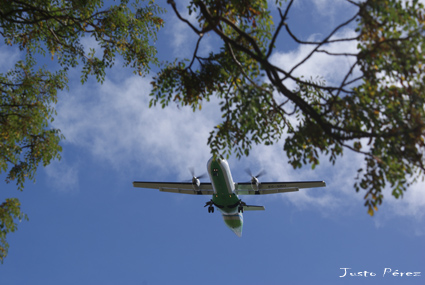 Colibrí de acero