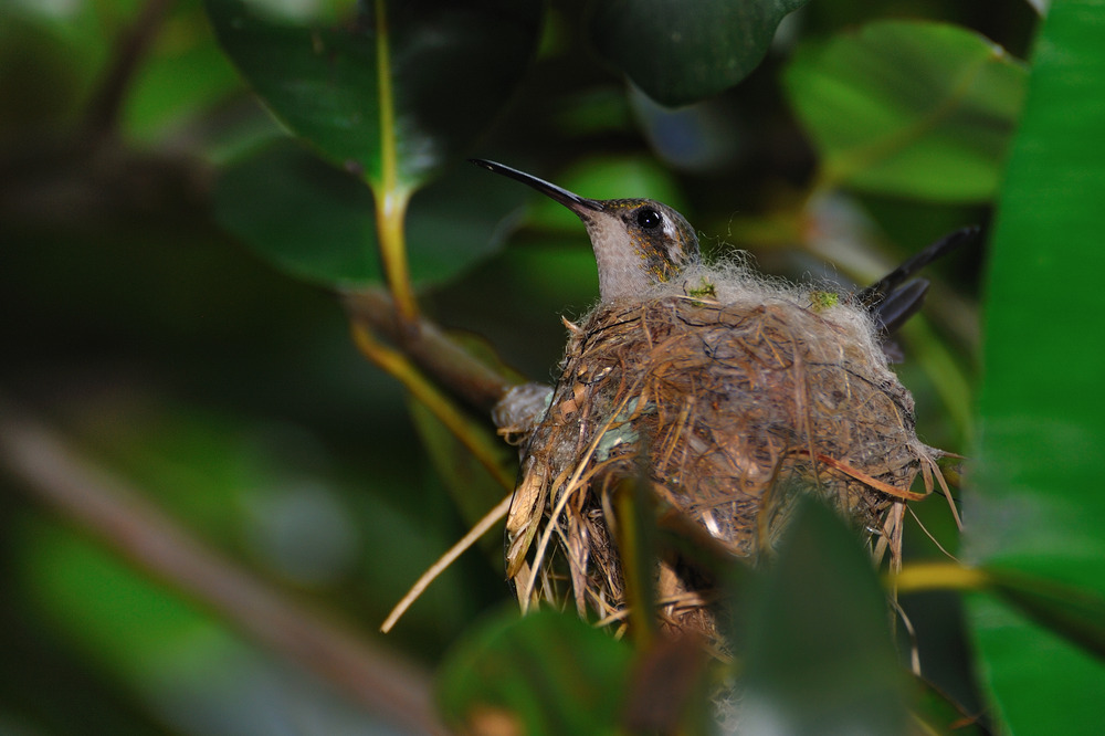 Colibrí de Baracoa