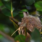 Colibrí de Baracoa