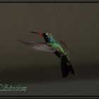 Colibri de Noviembre -2