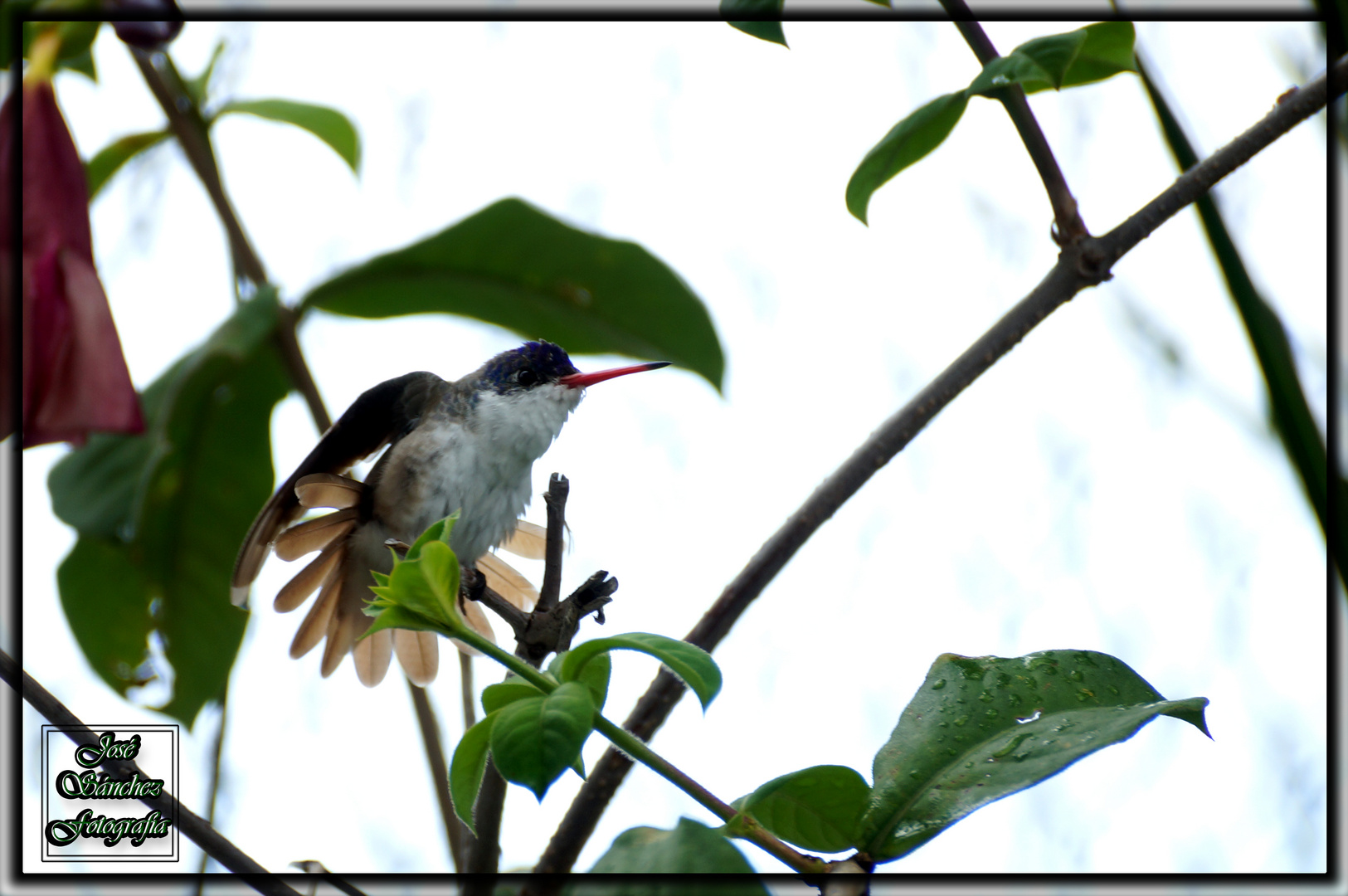 Colibri de octubre 1