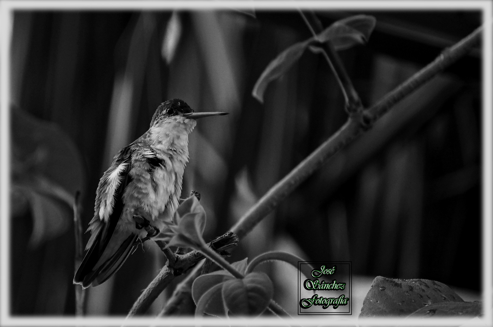 Colibri de Octubre 6