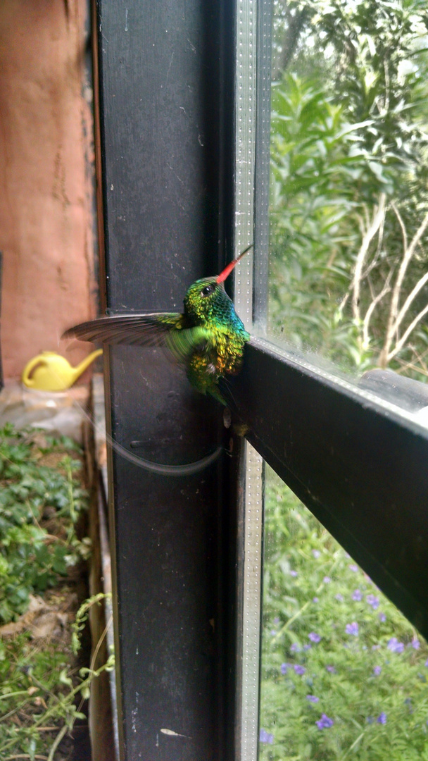 Colibri del monte