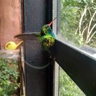 Colibri del monte