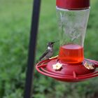 Colibrí desayunando