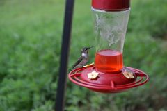 Colibrí desayunando