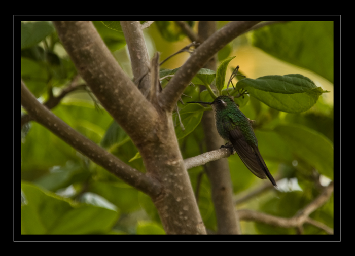 Colibrí descansando...