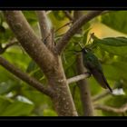 Colibrí descansando...