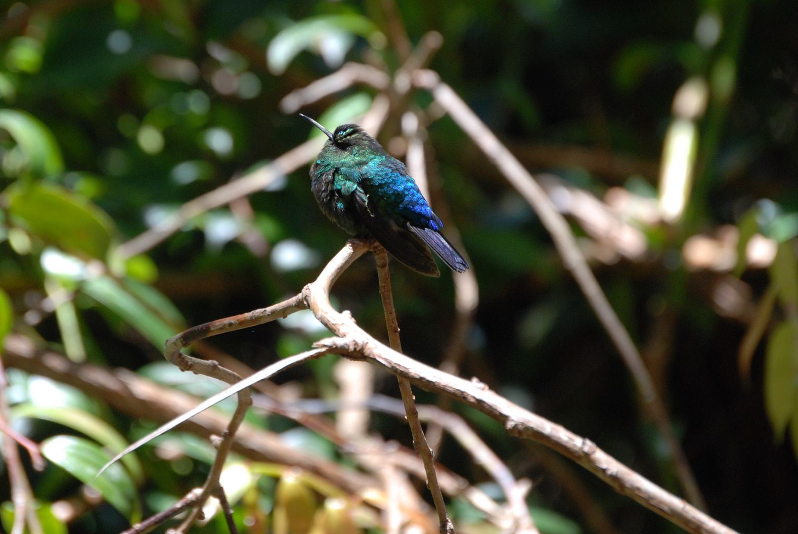 COLIBRI du Costa Rica