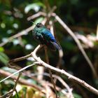 COLIBRI du Costa Rica