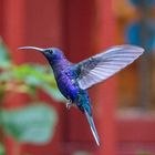 Colibri